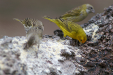 Saffron Finch